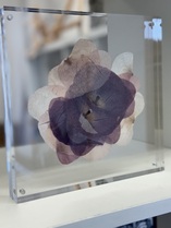 Holding back the years 1 / Mohnblüten hinter Glas / 20 x 20 cm