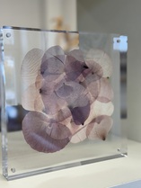 Holding back the years 2 / Mohnblüten hinter Glas / 20 x 20 cm